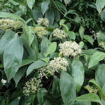 Viburnum rhytidophyllum - Viorne à feuilles ridées.