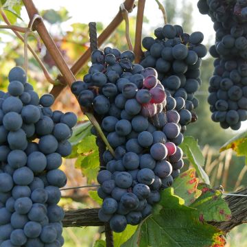 Vigne de table Agata - Vitis hybrida