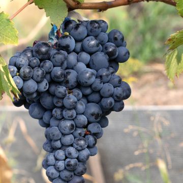 Vigne Pinot Noir