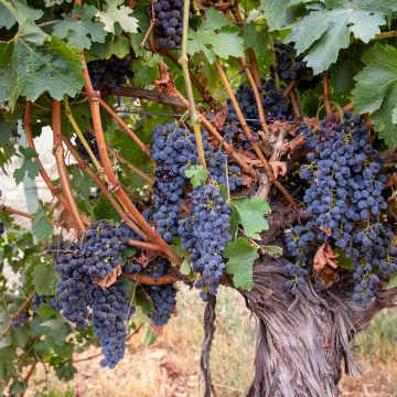 Vigne Barbera - Vitis vinifera