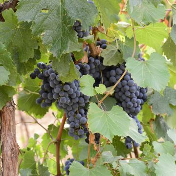 Vigne Bonarda - Vitis vinifera