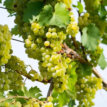 Vigne Citrina - Vitis vinifera