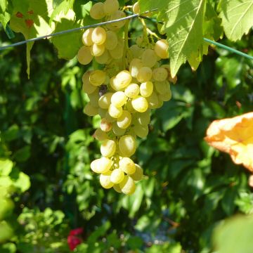 Vigne de table Corniola - Vitis vinifera