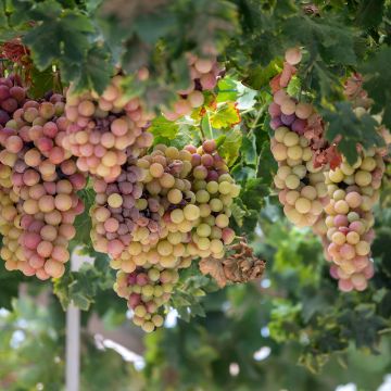 Vigne Cortese - Vitis vinifera