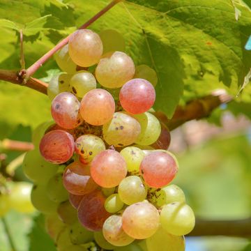 Vigne Fragola Bianca Precoce - Raisin fraise blanc