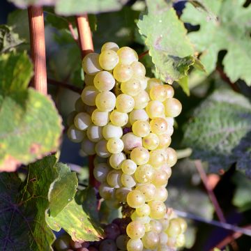 Vigne de table Luglienga - Vitis vinifera