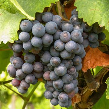 Vigne de table Michele Palieri - Vitis vinifera