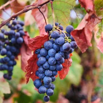 Vigne Nebbiolo - Vitis vinifera