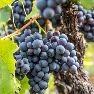 Vigne de table Regina Nera - Vitis vinifera