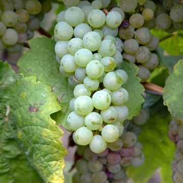 Vigne Verdea blanche - Vitis vinifera