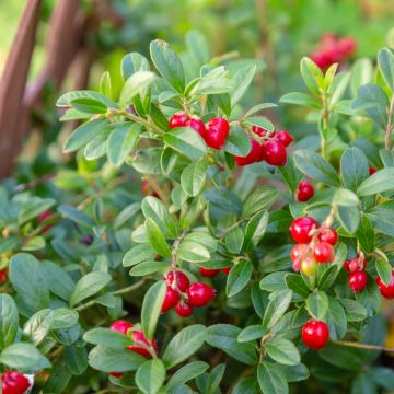 Airelle rouge Red Pearl - Vaccinium vitis-idaea