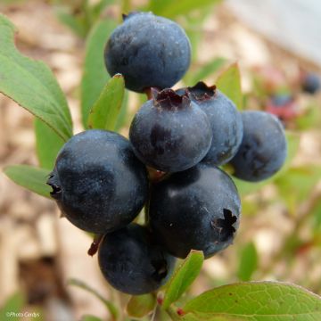 Myrtillier Emil - Vaccinum corymbosum