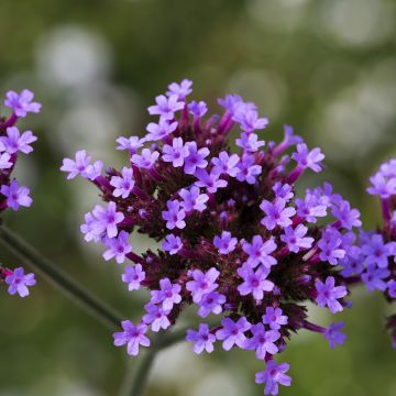 Verbena bonariensis Cloud - Verveine de Buenos Aires