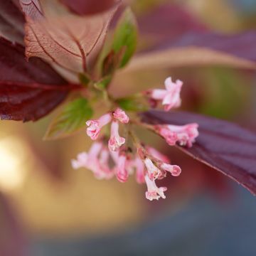 Viorne d'hiver - Viburnum bodnantense Charles Lamont.