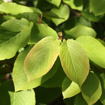 Viorne - Viburnum plic. Grandiflorum Noble ®