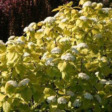 Viorne lantane - Viburnum lantana Mohican