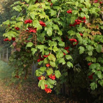 Viorne orbier - Viburnum opulus