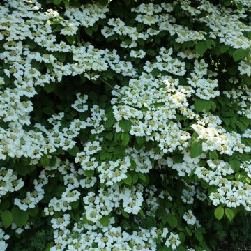 Viburnum plicatum Kilimanjaro Sunrise - Viorne de Chine.