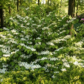 Viburnum plicatum Kilimanjaro Sunrise - Viorne de Chine.