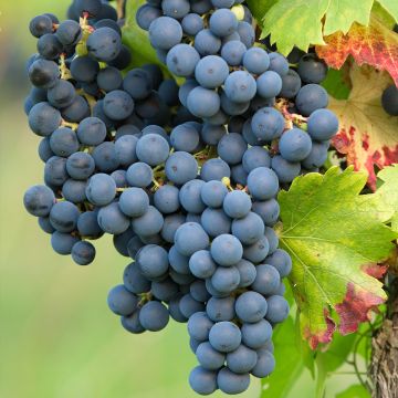 Vigne Regent - Vitis vinifera
