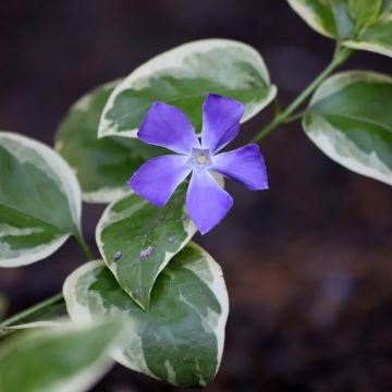 Vinca minor Argenteovariegata - Pervenche panachée à petites fleurs