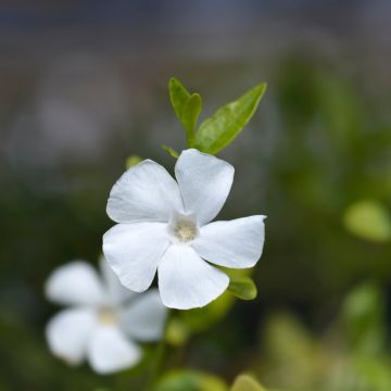 Vinca minor Elisa  - Pervenche à petites fleurs blanches