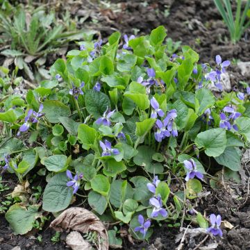 Violette des bois - Viola reichenbachiana