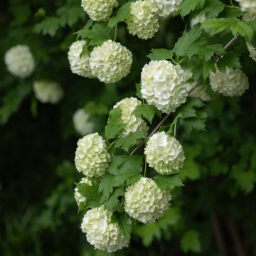 Viorne boule de Neige - Viburnum opulus Roseum