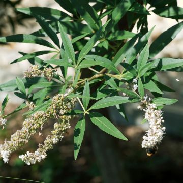 Vitex agnus-castus Albus - Gattilier blanc