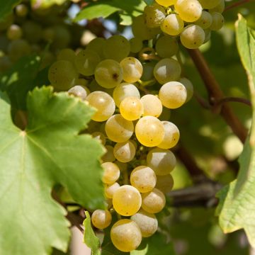 Vigne de table Moscato Giallo - Vitis vinifera