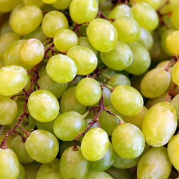 Vigne de table Roi des Précoces