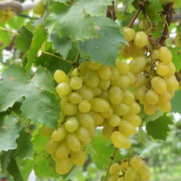 Vigne Centennial Seedless