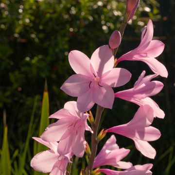 Watsonia pyramidata Peach Glow - Watsonie