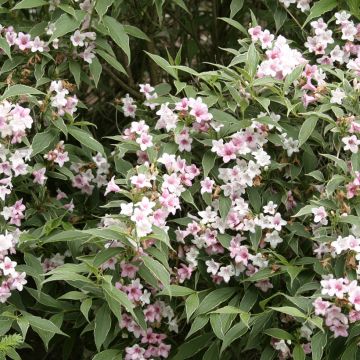 Weigela White Lightning