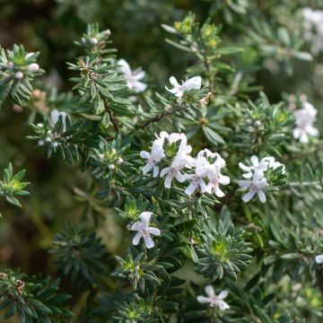 Westringia fruticosa Blanc - Romarin d'Australie