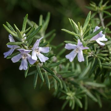 Westringia fruticosa - Romarin d'Australie