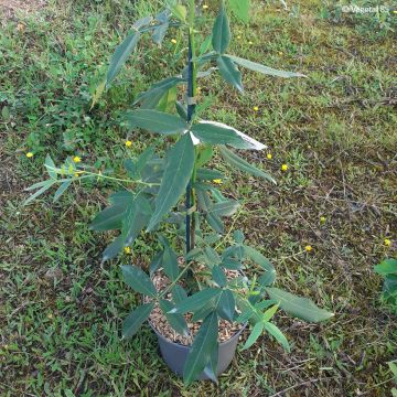 Zanthoxylum armatum - Poivrier du Timut