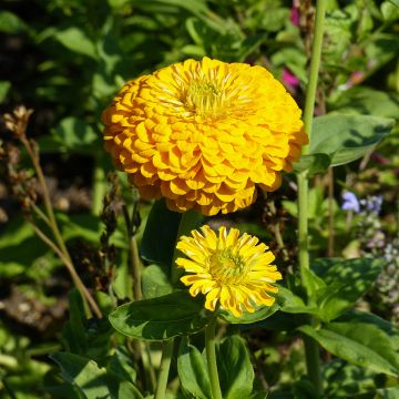 Graines de Zinnia elegans Macarenia