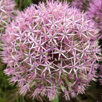 Ail d'ornement - Allium Universe