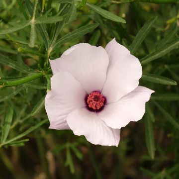 Alyogyne cuneiformis - Hibiscus d'Australie