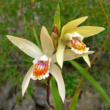 Bletilla ochracea - Bletilla ochracée