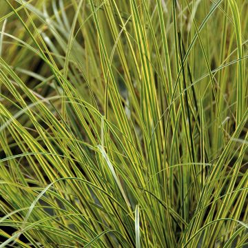 Carex brunnea Aureovariegata - Laîche panachée