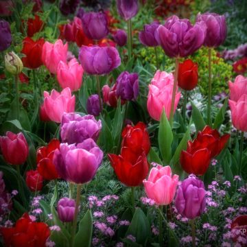 Lot de 50 bulbes de tulipes exclusifs en provenance des Hollandes - Au  moins 20 variétés différentes - Tulipe dure en hiver et pluri - Cdiscount  Jardin