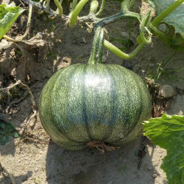 Courge à huile Miranda