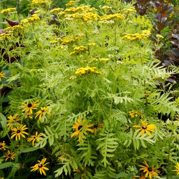 Tanacetum vulgare Isla Gold - Tanaisie dorée