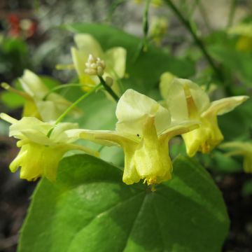 Epimedium pinnatum, Fleur des elfe