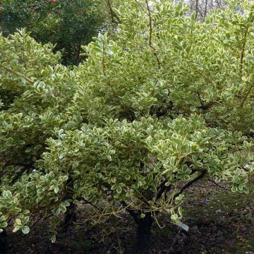 Euonymus japonicus Kathy - Fusain du Japon compact à feuilles vertes  marginées de blanc crème