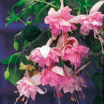 Fuchsia retombant Pink Galore