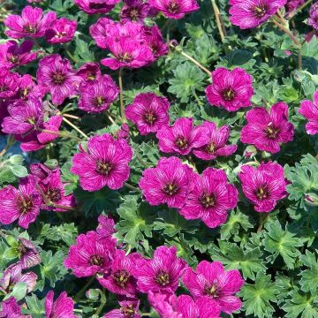 Geranium vivace cinereum Jolly Jewel Violet