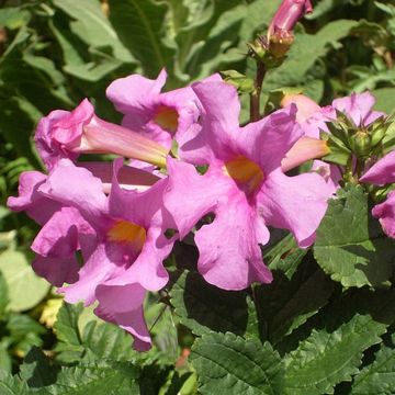 Incarvillea Delavayi